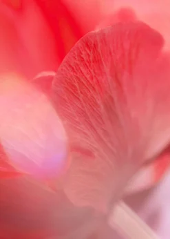 Cheap Eau De Toilette Kvinder Dufte