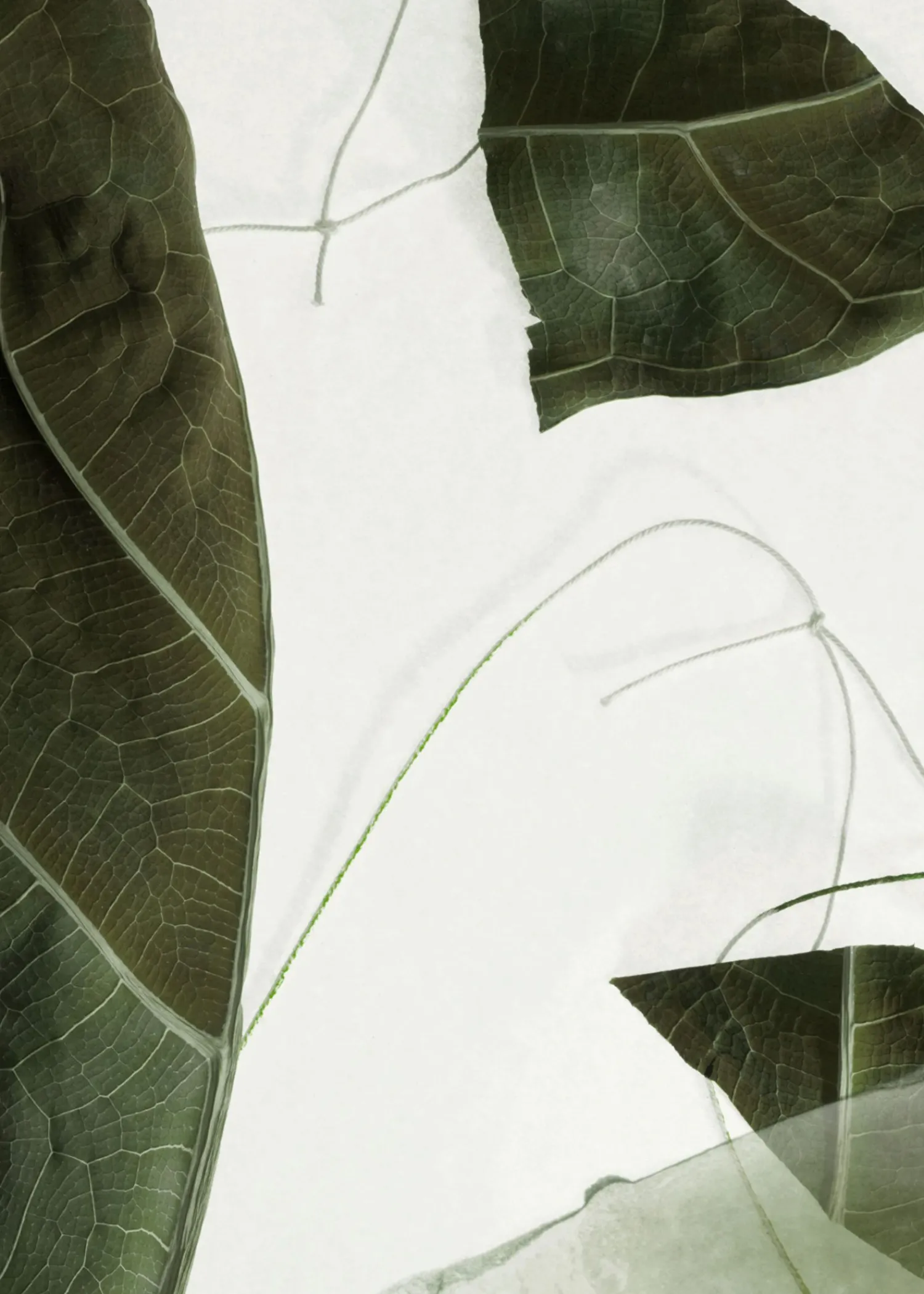 Clearance Arabesque Wood Body Mist Kvinder Dufte